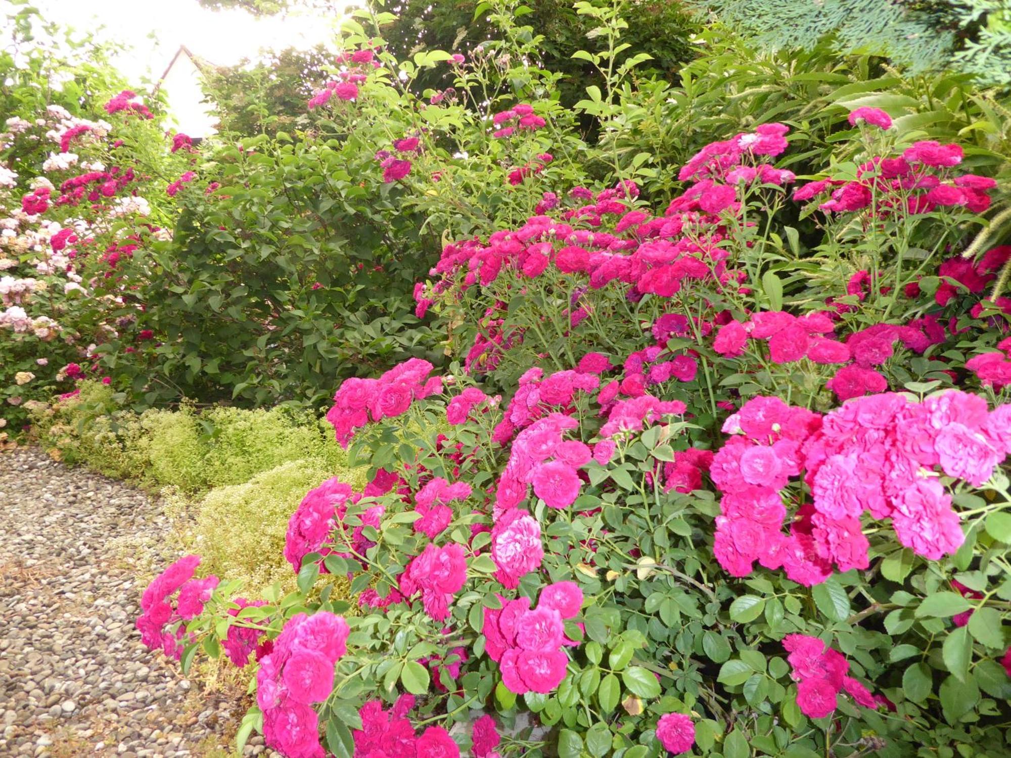 Pension Zur Rose Weil am Rhein Exterior foto